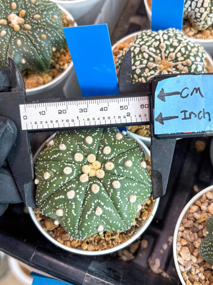 Astrophytum Star Shape (t3) (b1) | 3" Pot