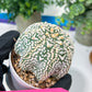 Astrophytum V-Type (#T3C) | Imported From Japan/korea | 3" Pot