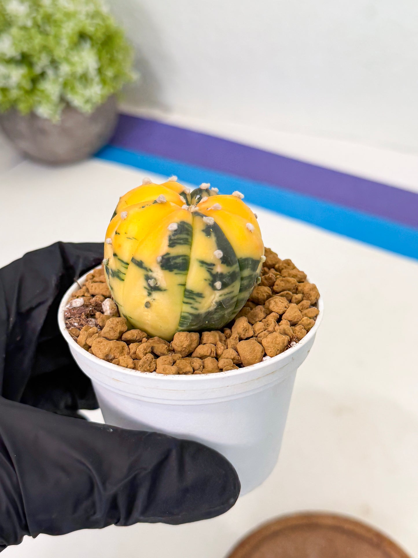 Astrophytum Var (at1) (y1) | From Taiwan