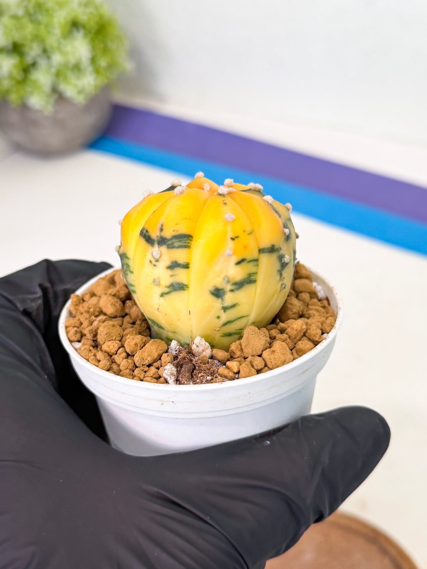 Astrophytum Var (at1) (y1) | From Taiwan
