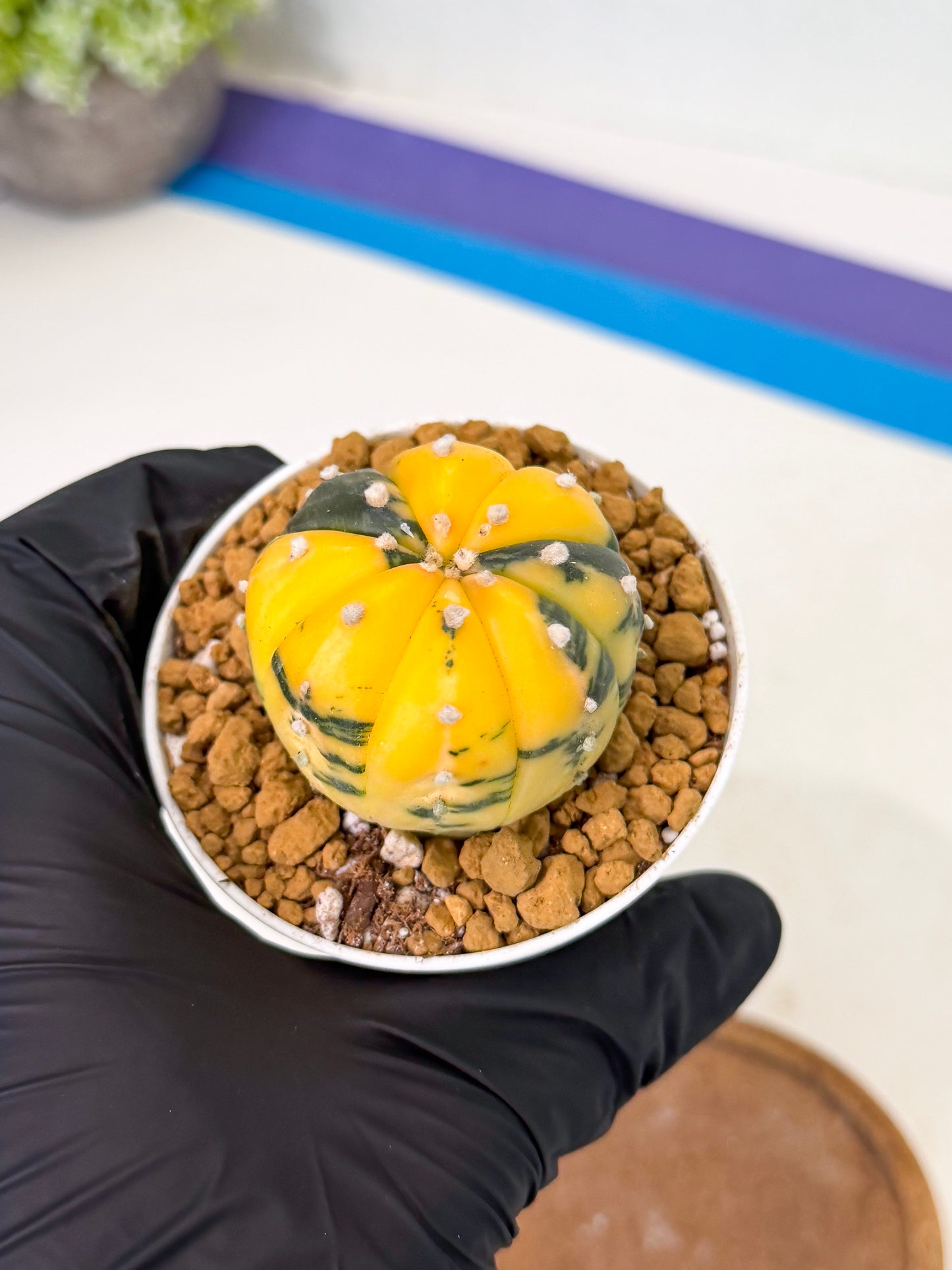 Astrophytum Var (at1) (y1) | From Taiwan