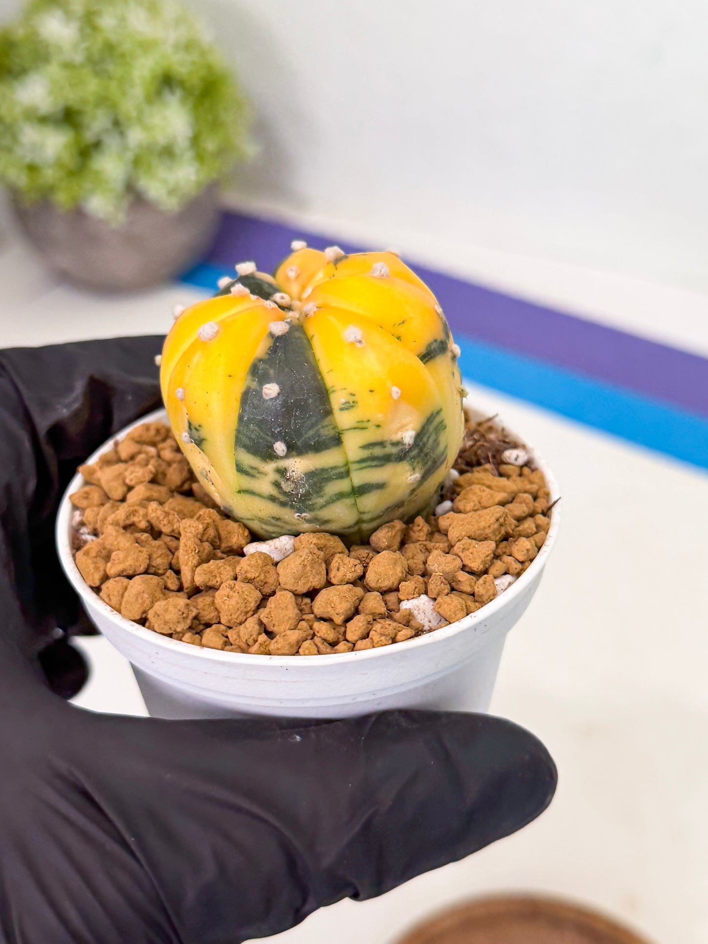 Astrophytum Var (at1) (y1) | From Taiwan