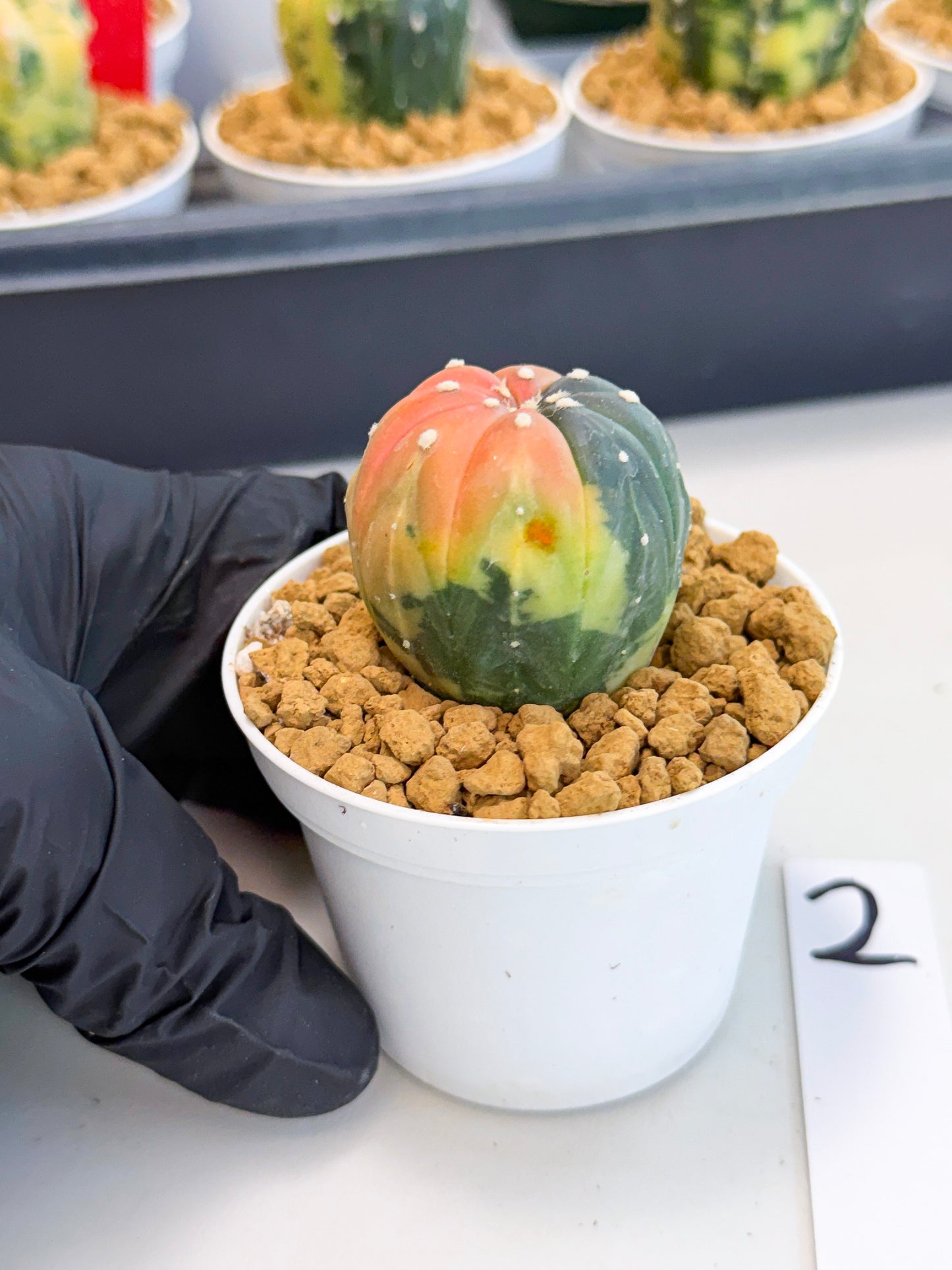 Astrophytum Var (at1) (y2) | From Taiwan