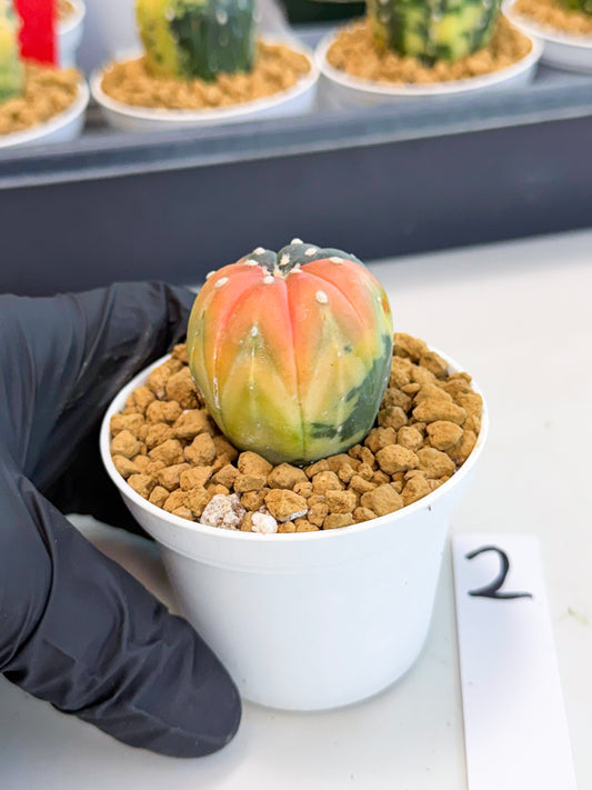 Astrophytum Var (at1) (y2) | From Taiwan