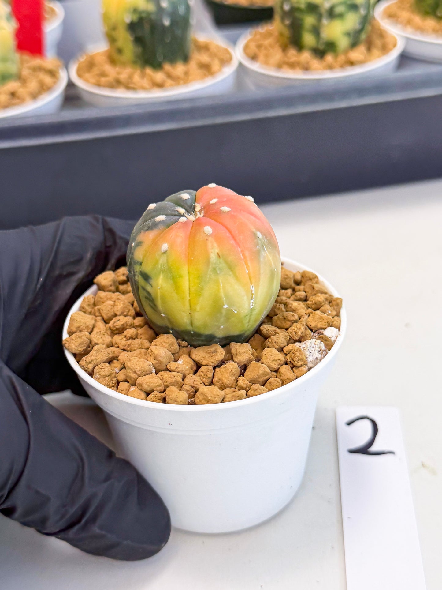 Astrophytum Var (at1) (y2) | From Taiwan