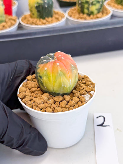 Astrophytum Var (at1) (y2) | From Taiwan