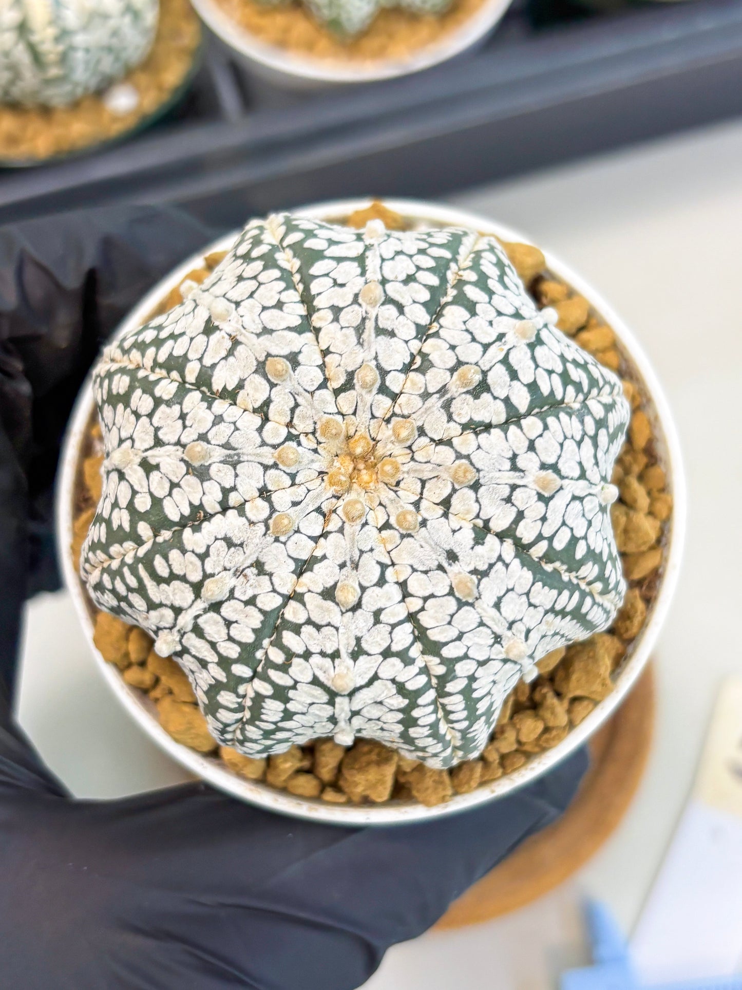 Astrophytum Star Shape (at2) (g5) | Japanese Import
