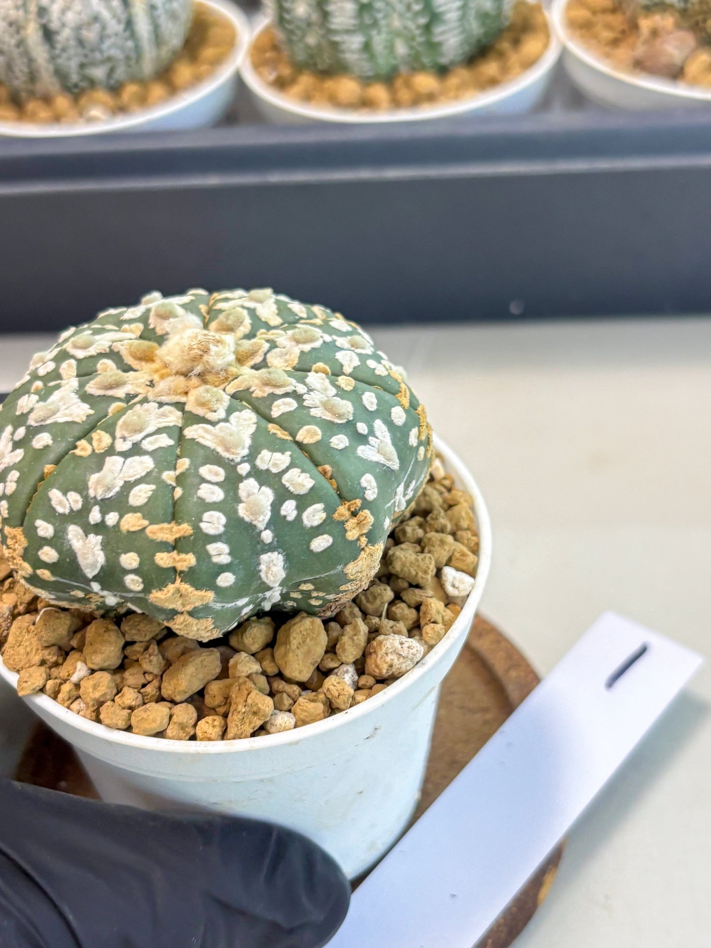 Astrophytum V-Type (at5) (b1) | Star Cactus