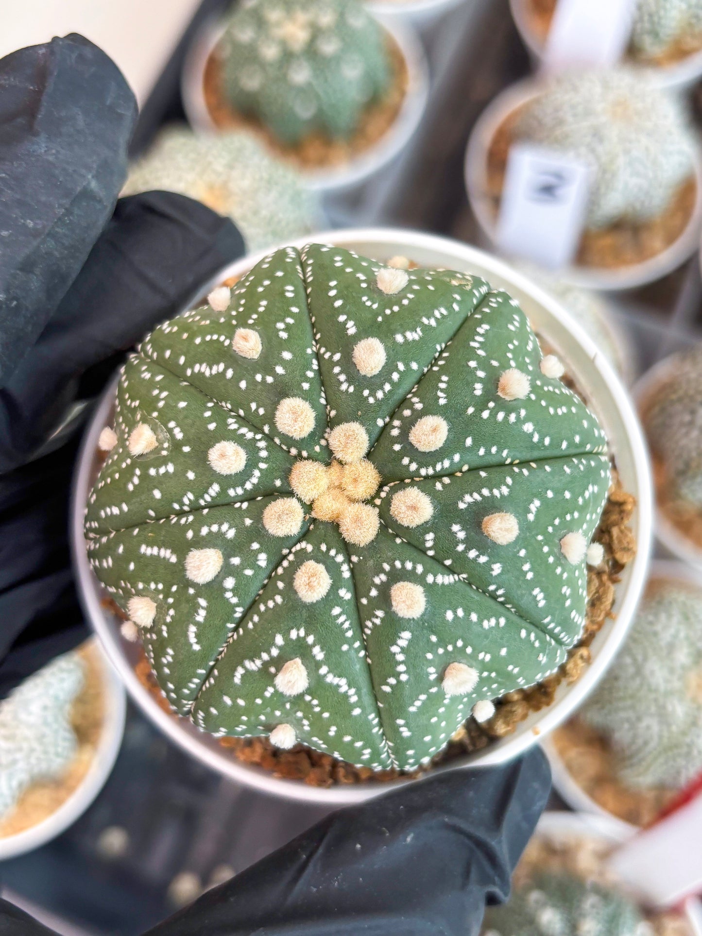 Astrophytum Star Shape (t3) (b1) | 3" Pot