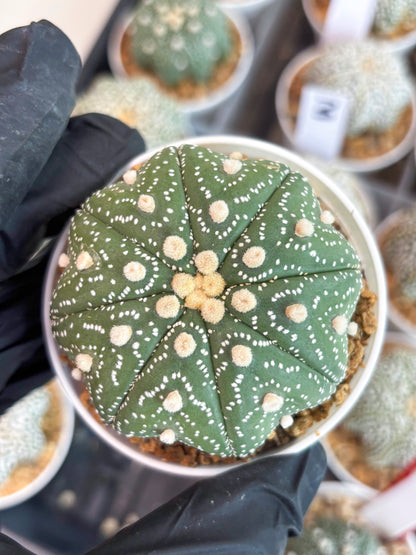 Astrophytum Star Shape (t3) (b1) | 3" Pot