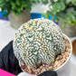 Astrophytum V-Type (#T3C) | Imported From Japan/korea | 3" Pot