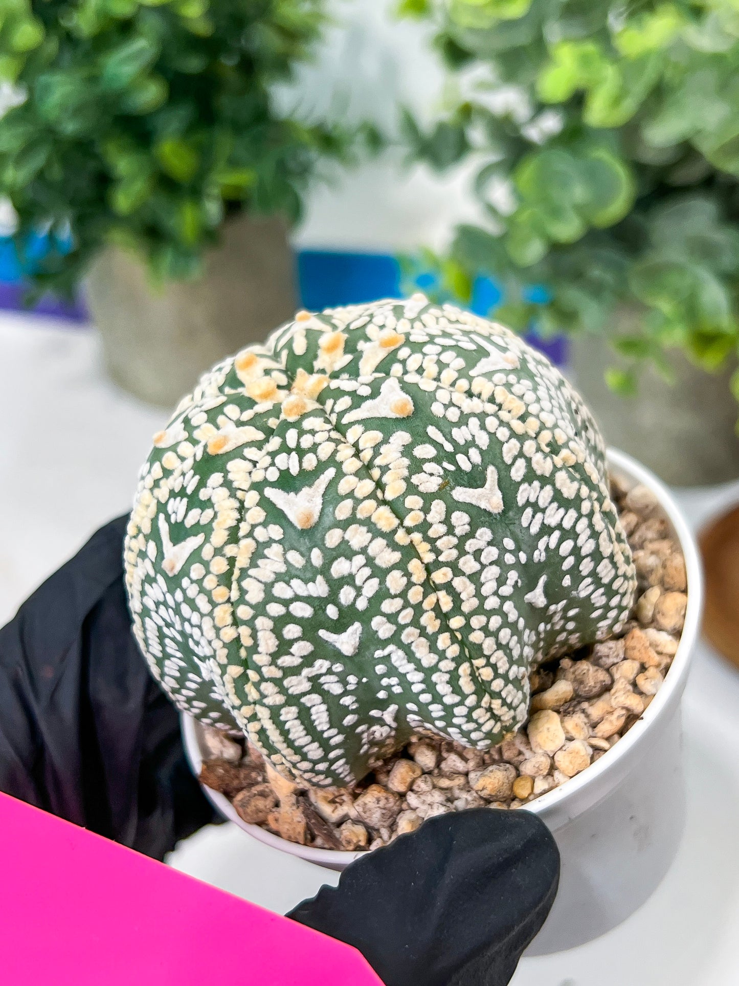 Astrophytum V-Type (#T3C) | Imported From Japan/korea | 3" Pot