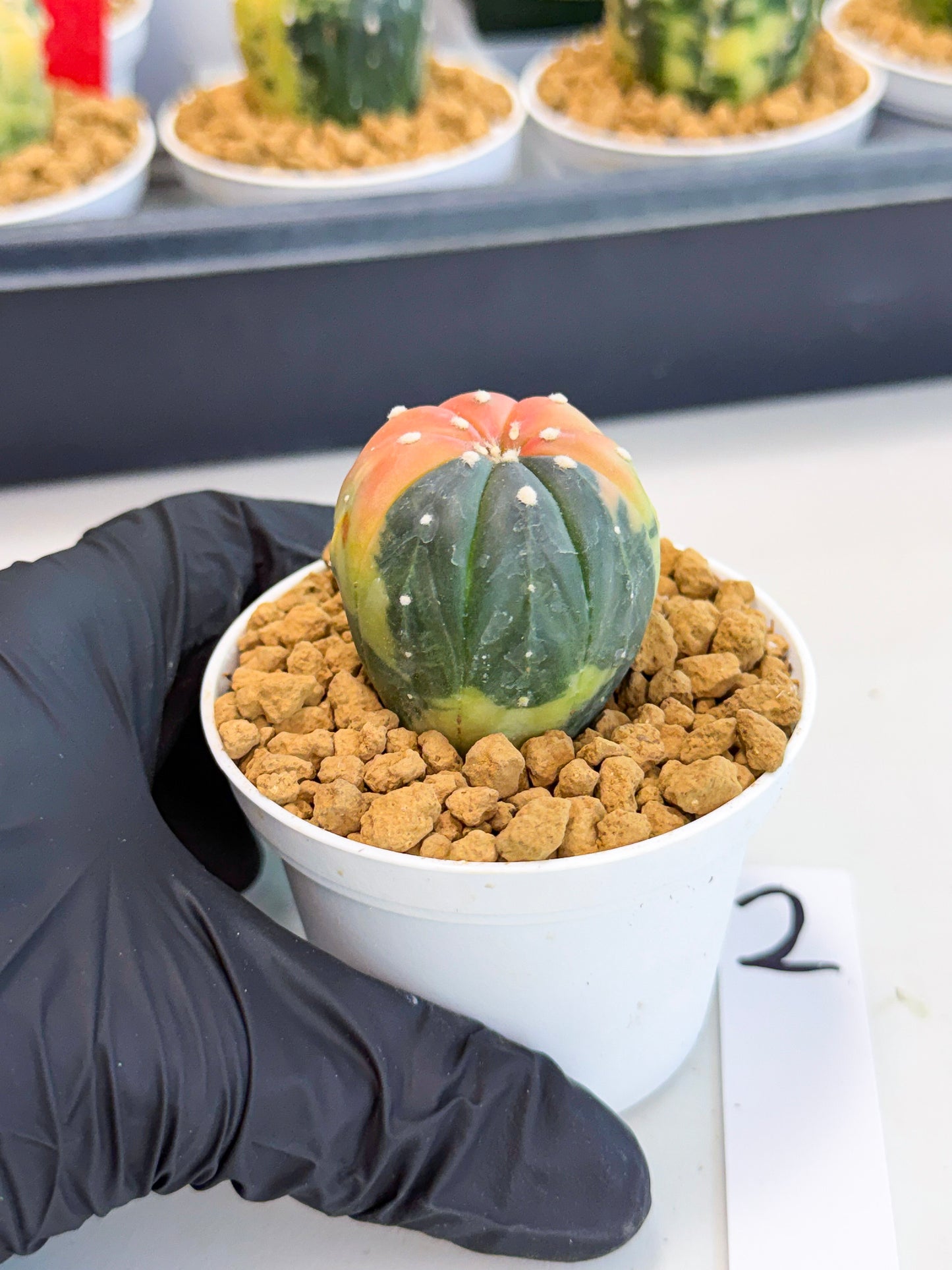 Astrophytum Var (at1) (y2) | From Taiwan
