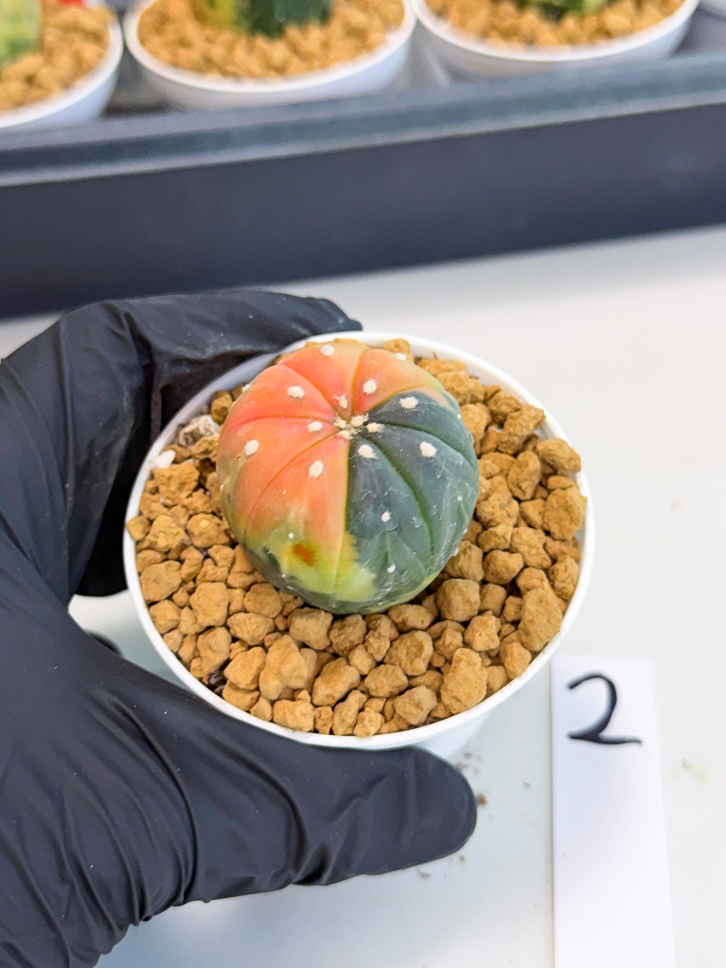 Astrophytum Var (at1) (y2) | From Taiwan