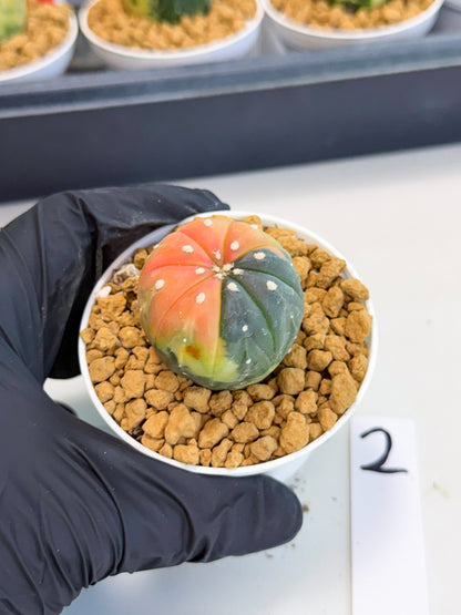 Astrophytum Var (at1) (y2) | From Taiwan