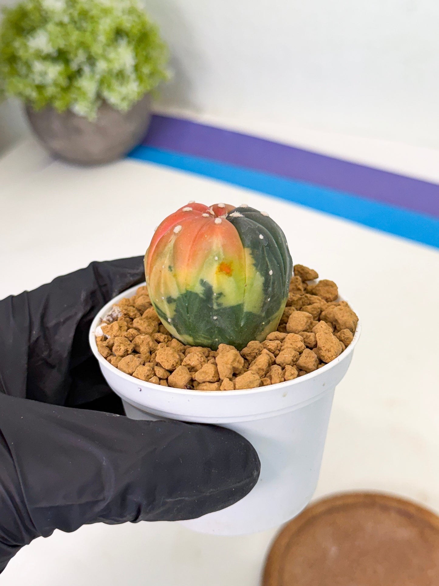 Astrophytum Var (at1) (y2) | From Taiwan