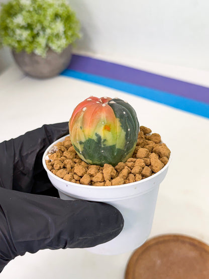 Astrophytum Var (at1) (y2) | From Taiwan