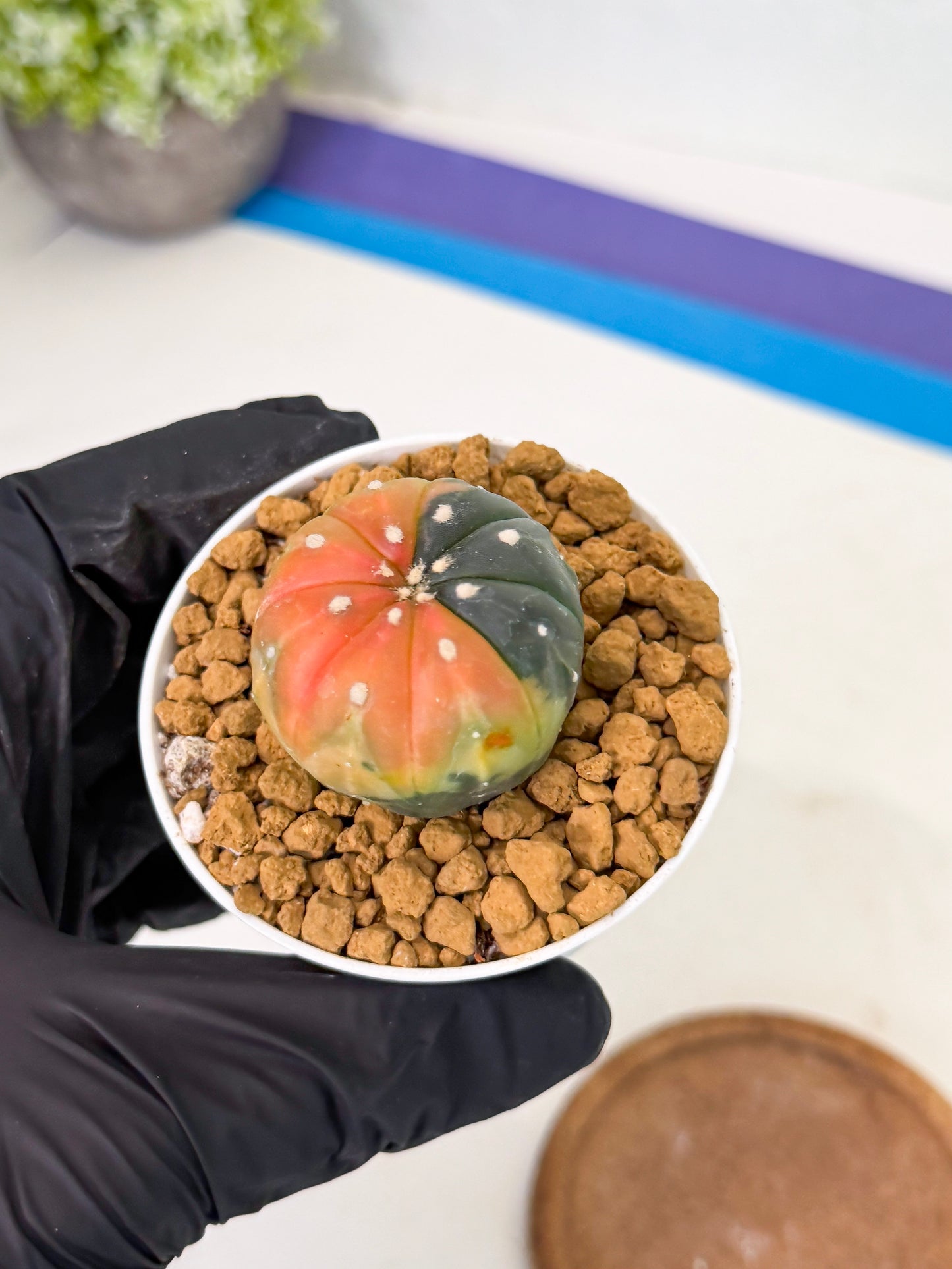 Astrophytum Var (at1) (y2) | From Taiwan