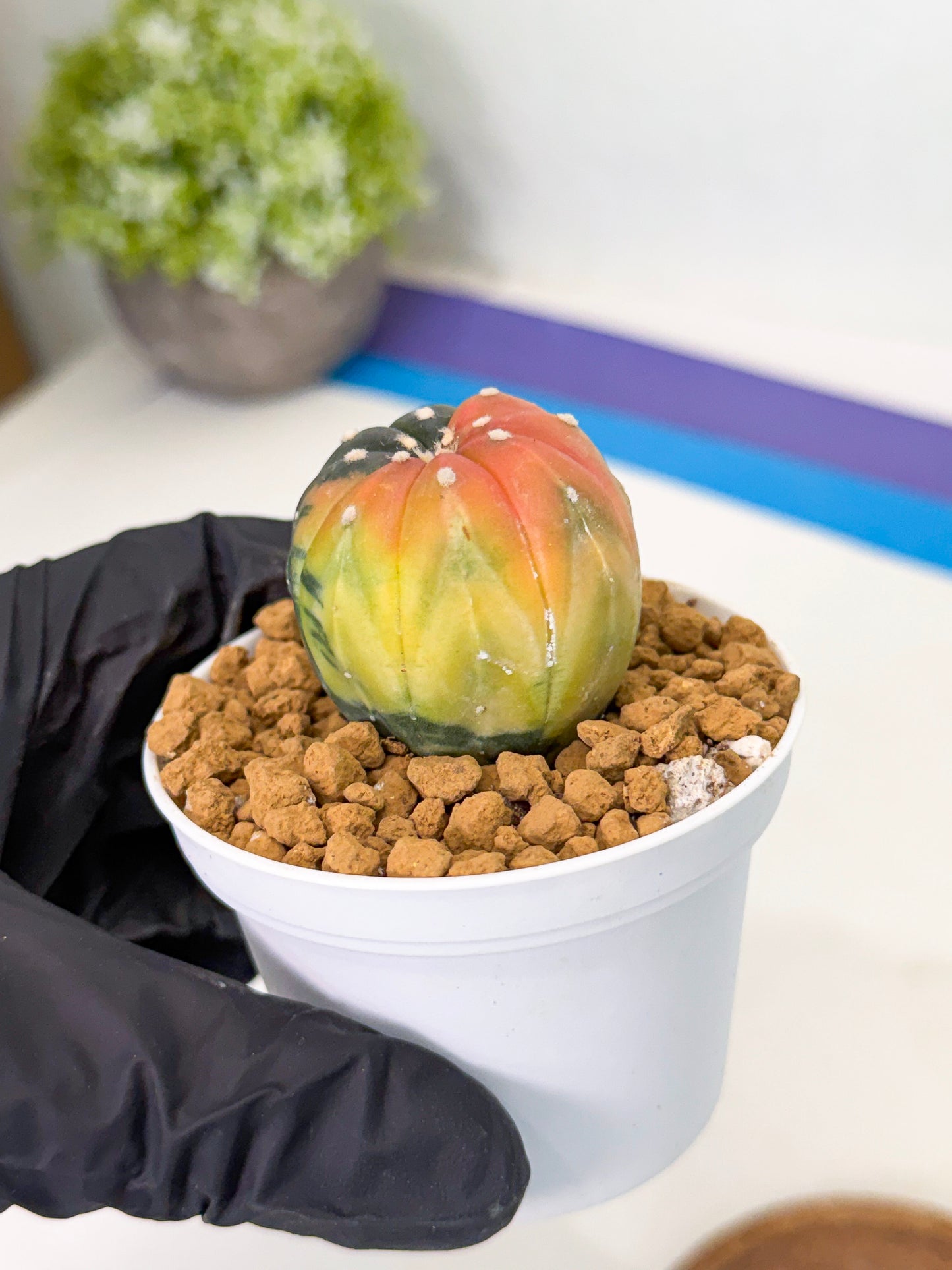 Astrophytum Var (at1) (y2) | From Taiwan