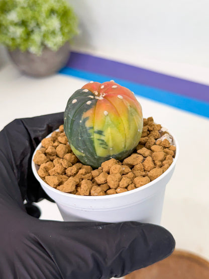 Astrophytum Var (at1) (y2) | From Taiwan