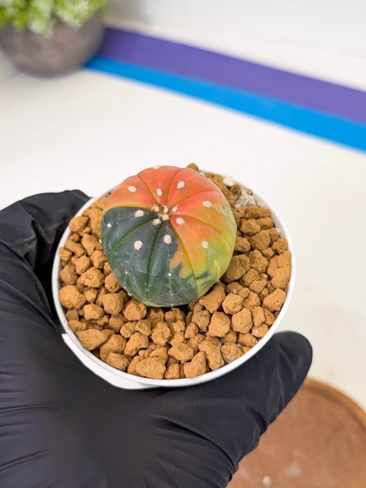Astrophytum Var (at1) (y2) | From Taiwan