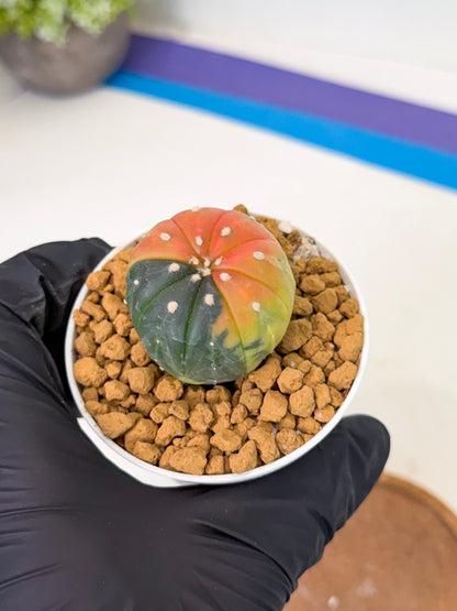 Astrophytum Var (at1) (y2) | From Taiwan