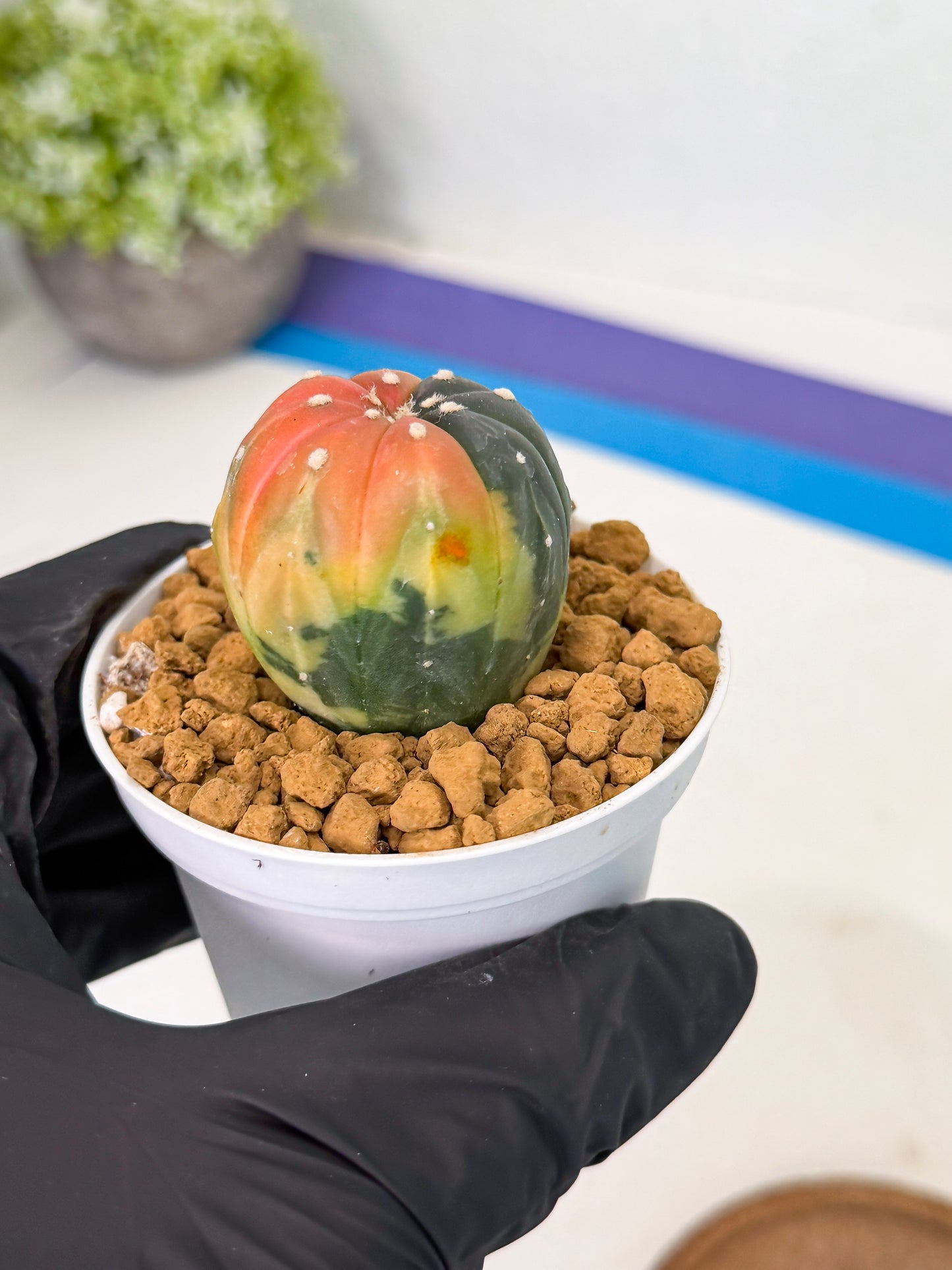 Astrophytum Var (at1) (y2) | From Taiwan