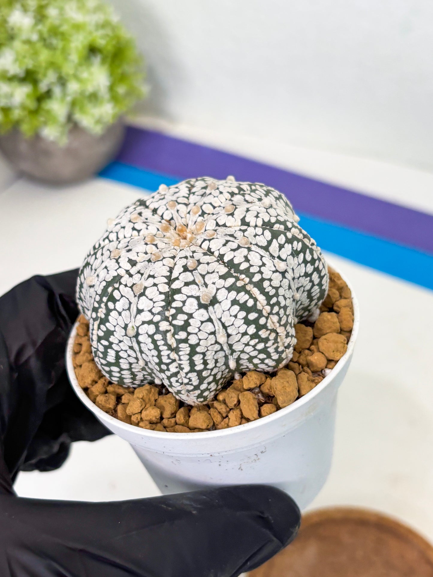 Astrophytum Star Shape (at2) (g5) | Japanese Import
