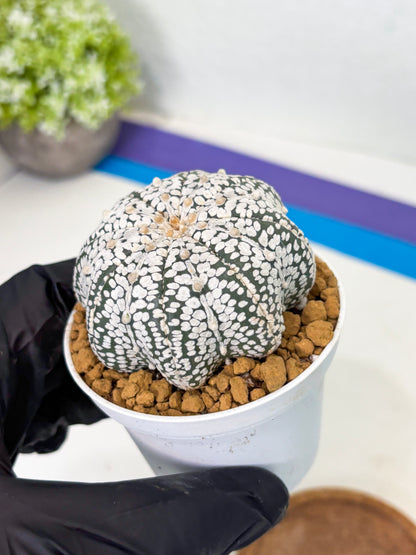 Astrophytum Star Shape (at2) (g5) | Japanese Import