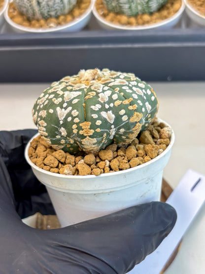 Astrophytum V-Type (at5) (b1) | Star Cactus