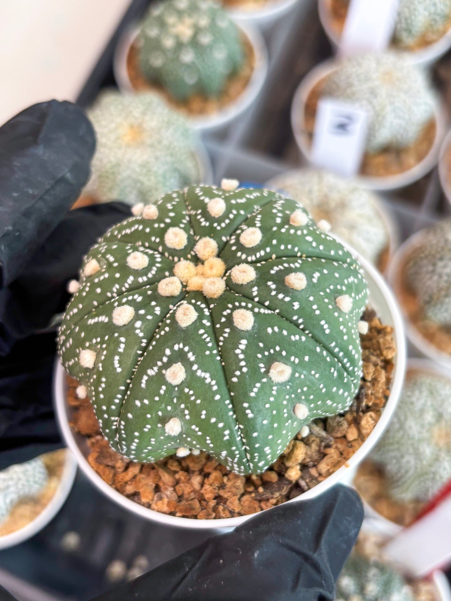 Astrophytum Star Shape (t3) (b1) | 3" Pot