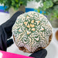 Astrophytum V-Type (#T3C) | Imported From Japan/korea | 3" Pot