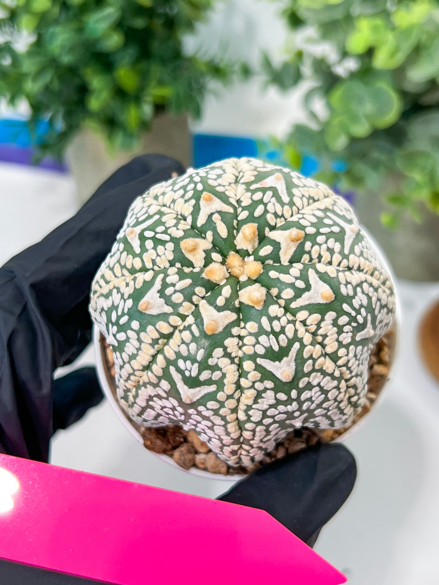 Astrophytum V-Type (#T3C) | Imported From Japan/korea | 3" Pot