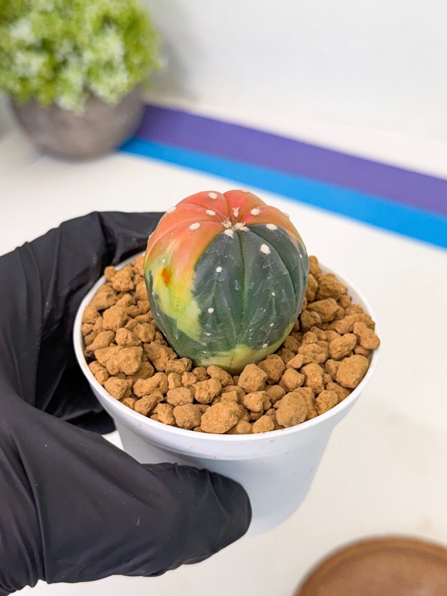 Astrophytum Var (at1) (y2) | From Taiwan