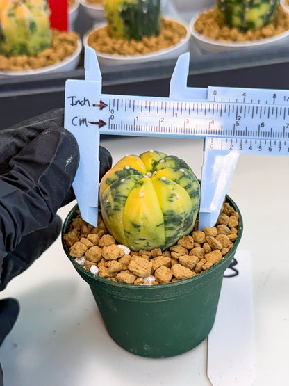 Astrophytum Var (at1) (y3) | From Taiwan