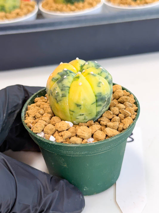 Astrophytum Var (at1) (y3) | From Taiwan