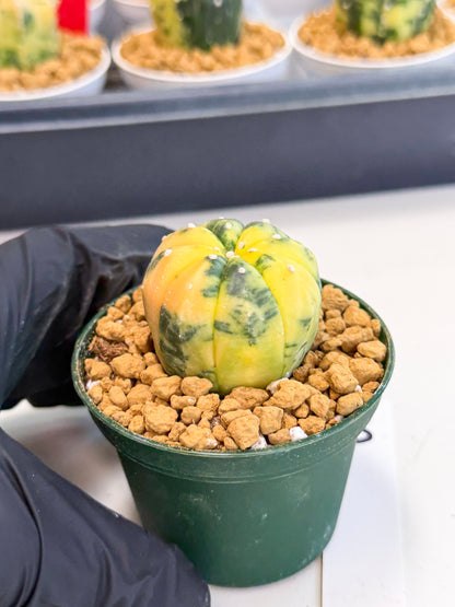 Astrophytum Var (at1) (y3) | From Taiwan