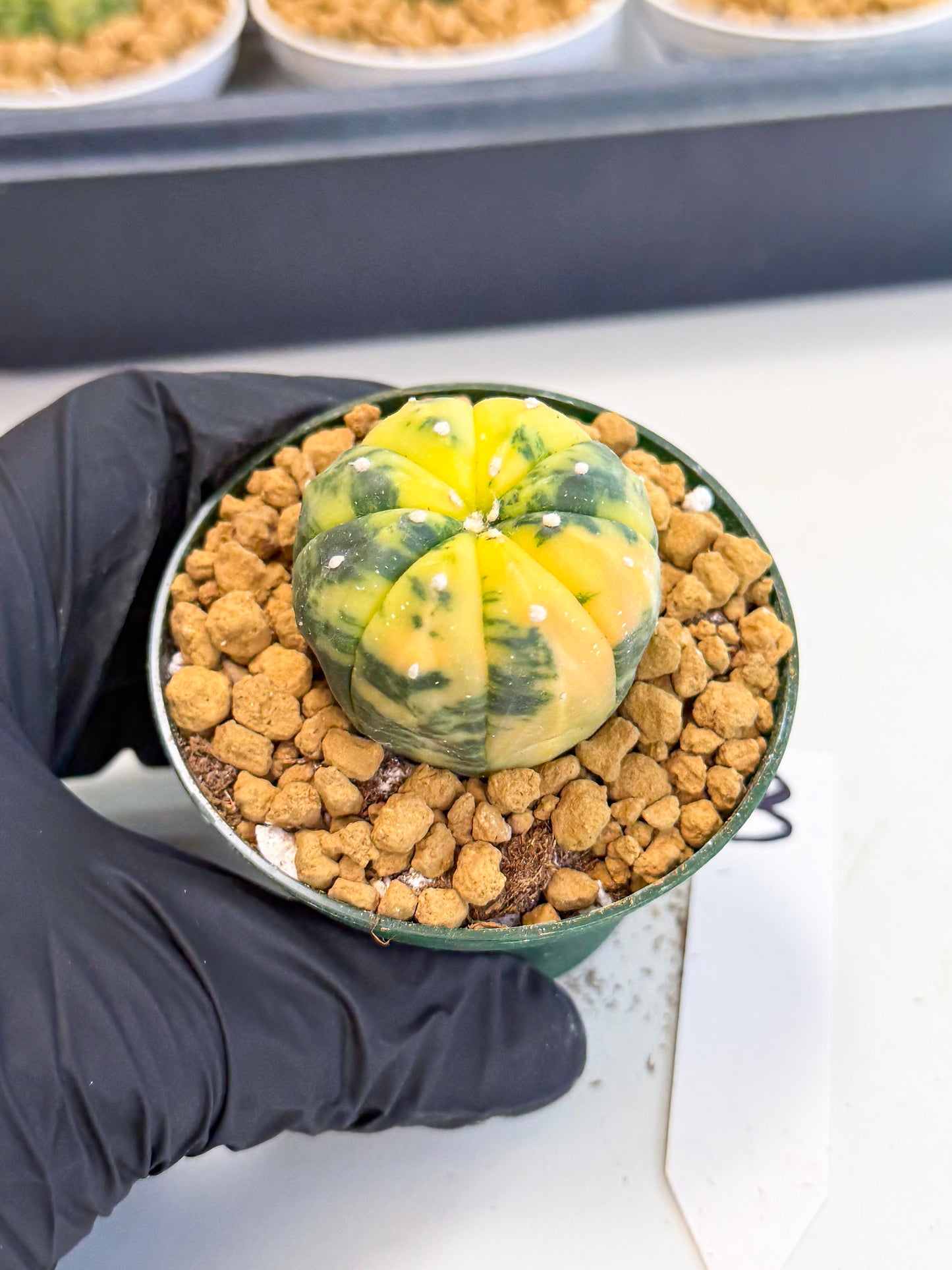 Astrophytum Var (at1) (y3) | From Taiwan