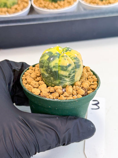 Astrophytum Var (at1) (y3) | From Taiwan