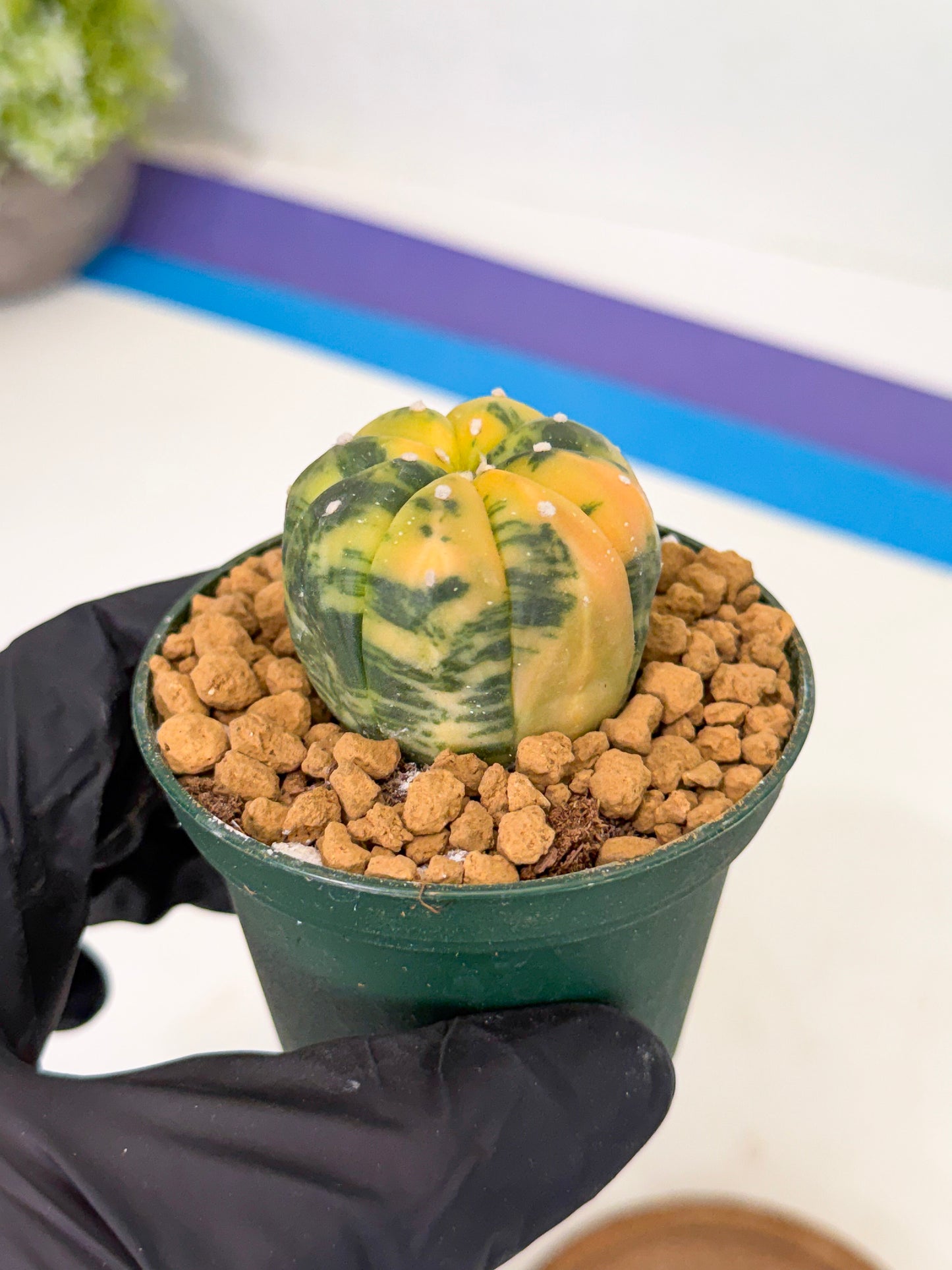 Astrophytum Var (at1) (y3) | From Taiwan