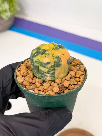 Astrophytum Var (at1) (y3) | From Taiwan