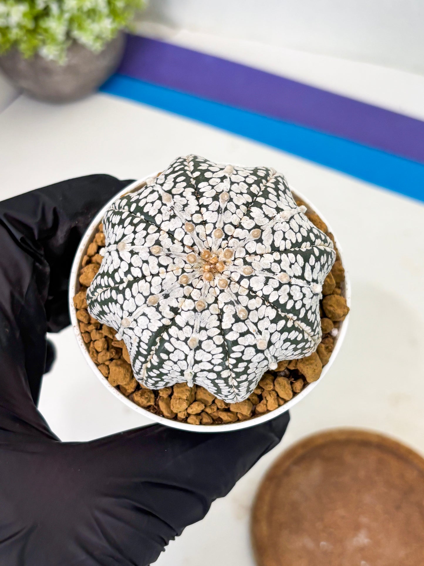 Astrophytum Star Shape (at2) (g5) | Japanese Import