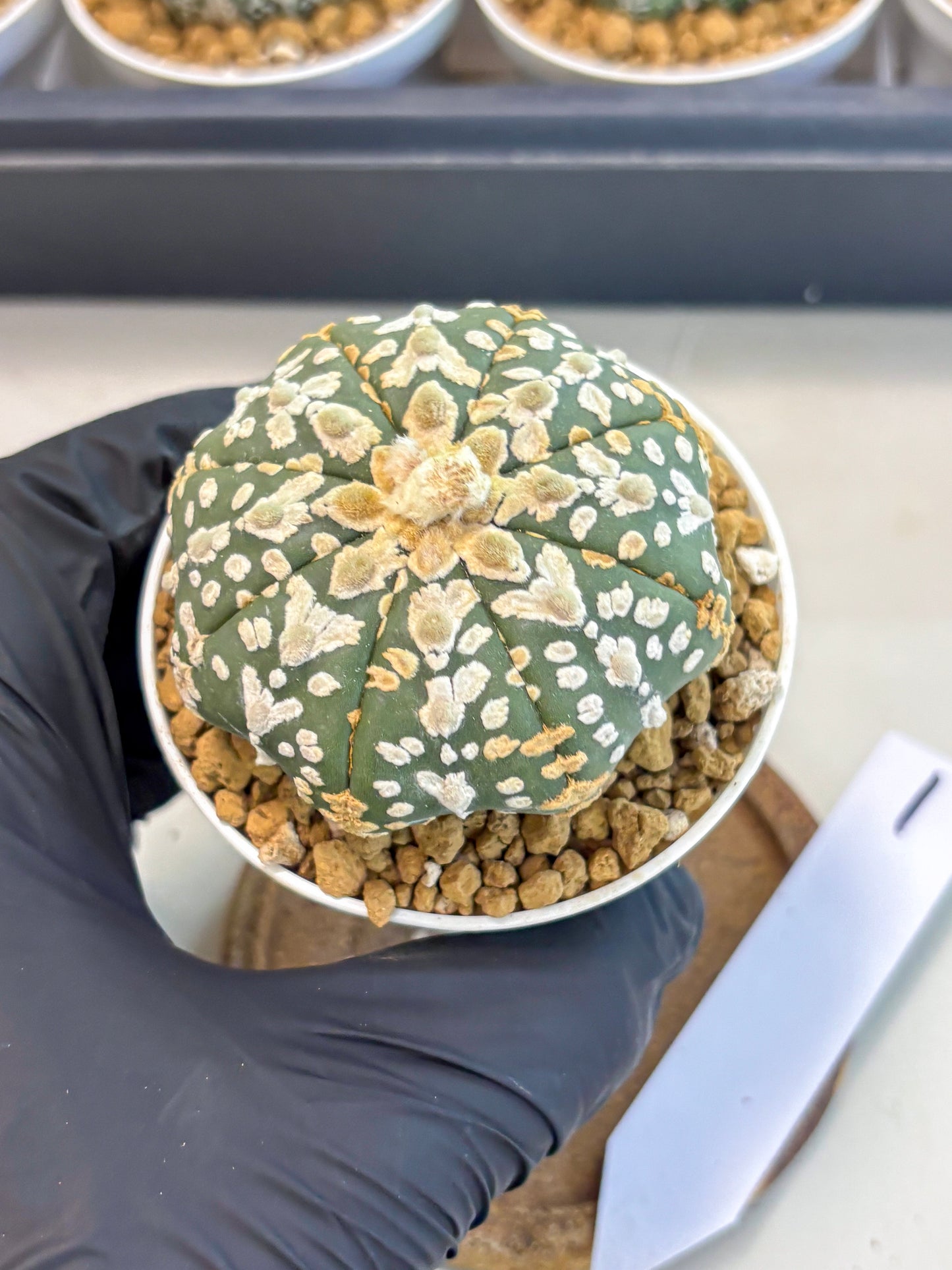 Astrophytum V-Type (at5) (b1) | Star Cactus