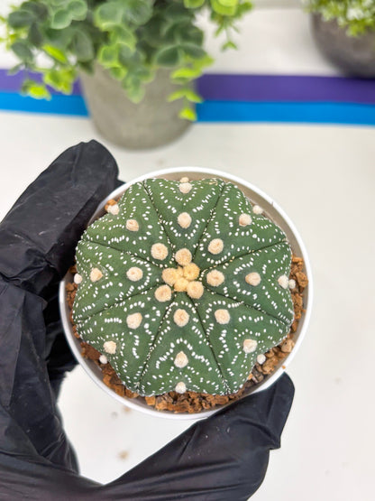 Astrophytum Star Shape (t3) (b1) | 3" Pot