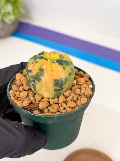 Astrophytum Var (at1) (y3) | From Taiwan