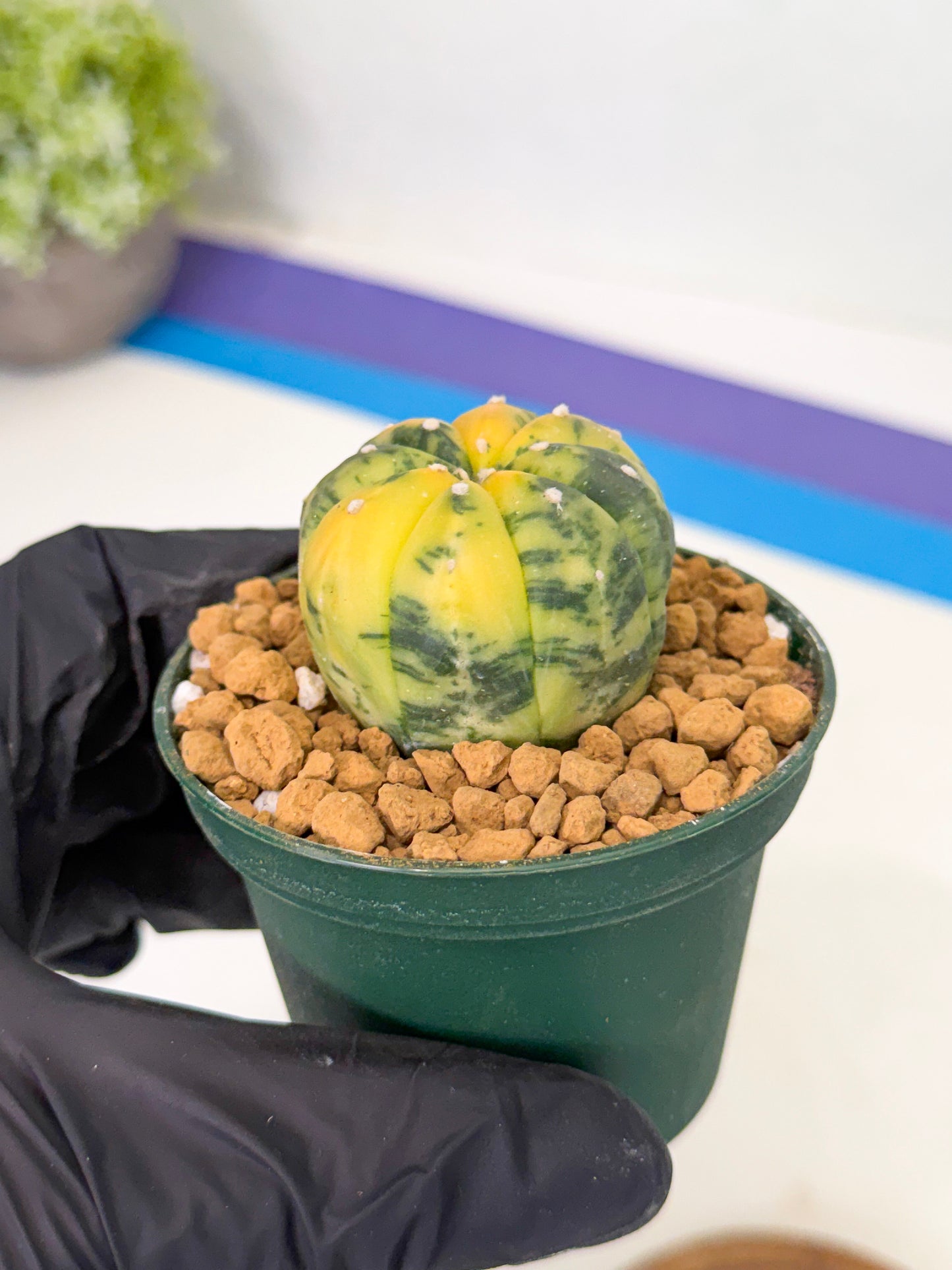 Astrophytum Var (at1) (y3) | From Taiwan