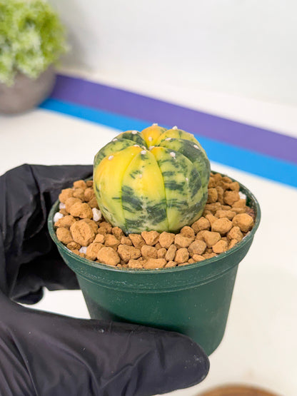 Astrophytum Var (at1) (y3) | From Taiwan