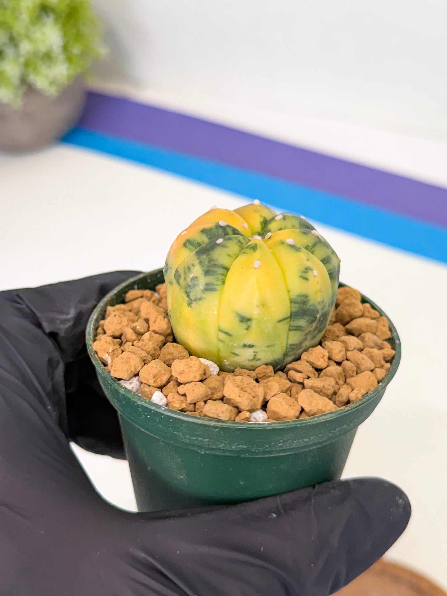 Astrophytum Var (at1) (y3) | From Taiwan