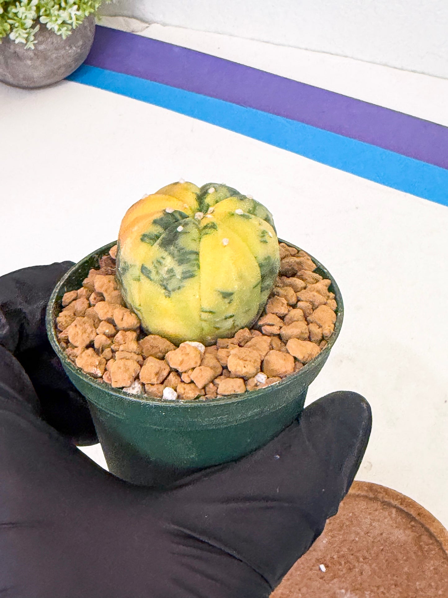 Astrophytum Var (at1) (y3) | From Taiwan