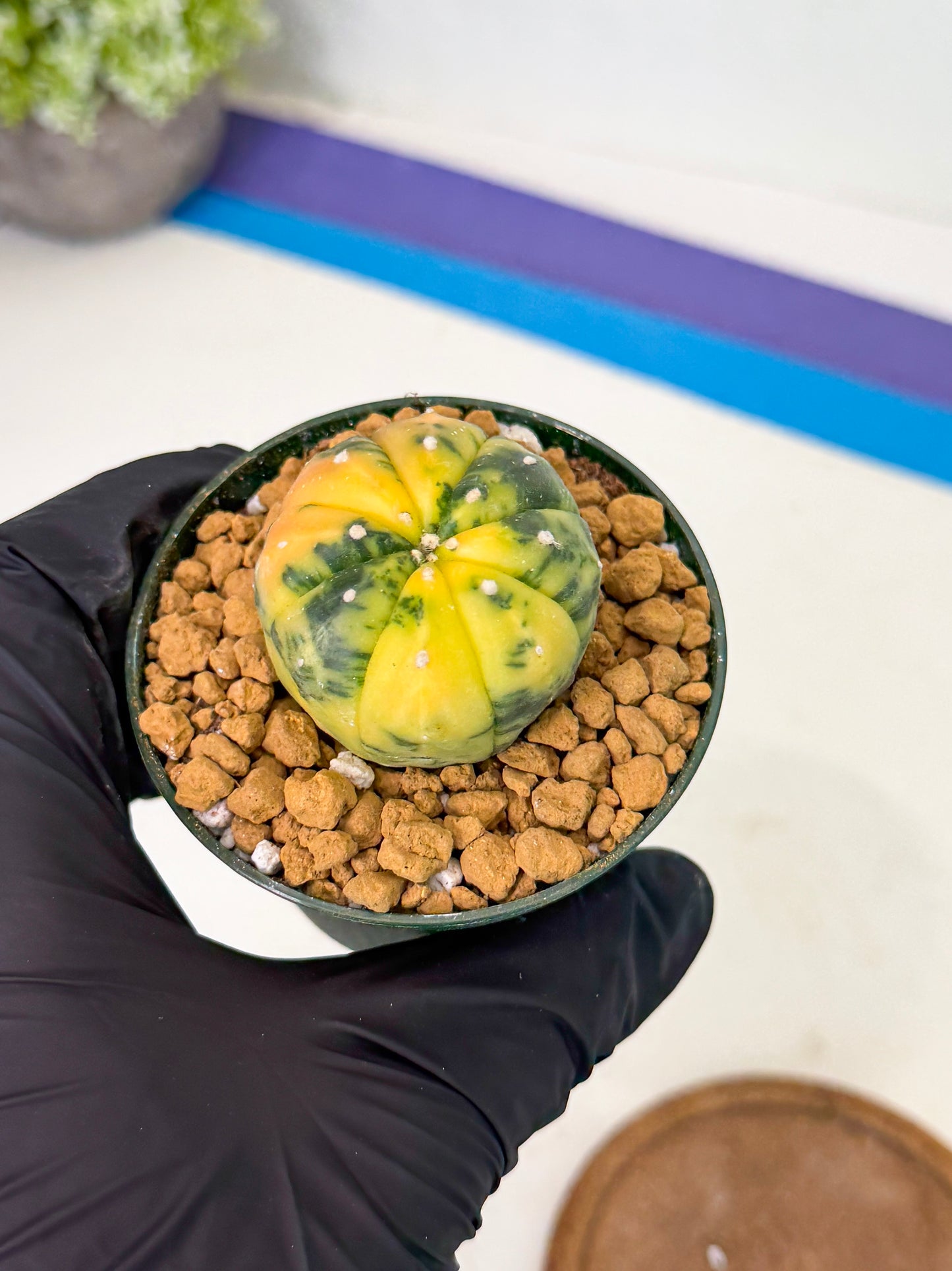 Astrophytum Var (at1) (y3) | From Taiwan